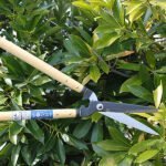 Nishigaki N-374 Karikichi Hedge Shears